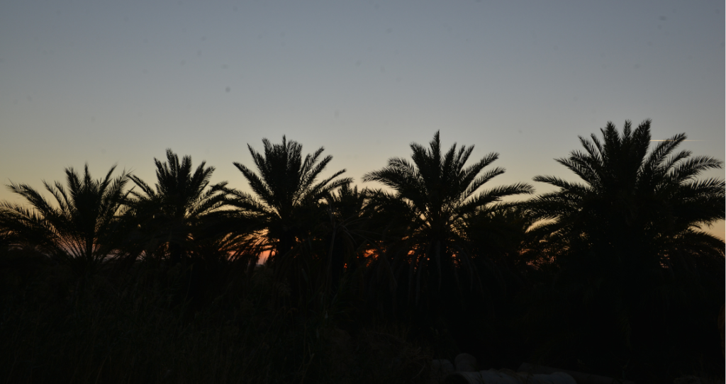 Rotonda Sunset Festival